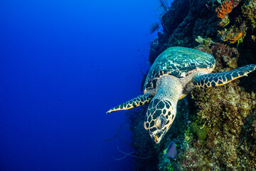 A hawksbill turtle shot against the wall in Little Cayman showing the vertical drop and the intense...