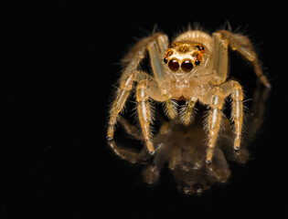 Jumping Spider
