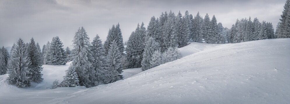 Winterpanorama Tannenwald in den Bergen