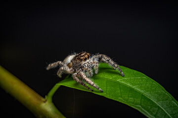 Jumping Spider
