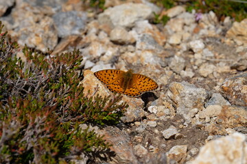Papillon avec les ailes déployées posé sur une pierre en montagne