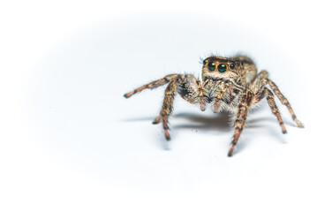 Jumping Spider