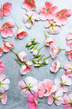 Fototapeta Studio shot of pink geranium flowers