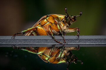 Junebug aka June Beetle