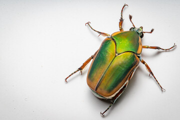 Junebug aka June Beetle