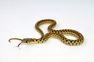 lambent Checkered garter snake // züngelnde Karierte Strumpfbandnatter (Thamnophis marcianus)