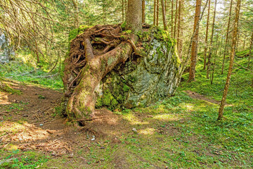 Image of a tree whose roots have grown imposingly over a large rock