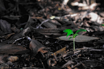young plants growing in the rain forest between dry leaves. plant growth in the wild, selective focus with blur background