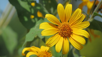 Flor amarilla 1
