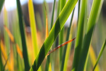 macro photography of grass shoots with selective focus in an autumn botanical garden as a natural background or texture