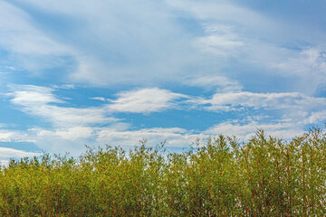 Fototapeta premium Image of bamboo hedge against blue sky background