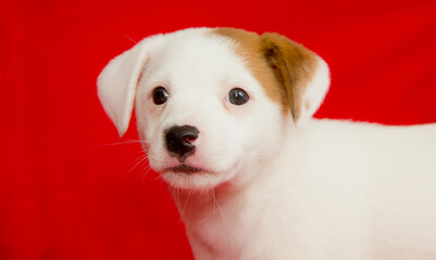 Beautiful white puppy on a red background.
