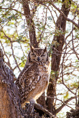 A well camouflaged Spotted Eagle Owl hunting in Kalahari desert, South Africa