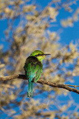 Swallow-tailed Bee-eater on a branch overlooking the road in the Kalahari, South Africa