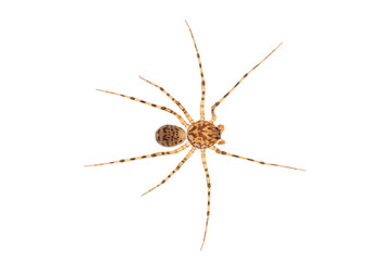 Spitting spider isolated on white background, Scytodes thoracica
