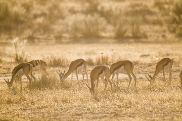 Springbuck congregating around a waterhole in the Kalahari desert, South Africa