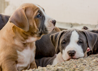 Beautiful little American Staffordshire Terrier puppy.