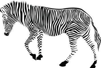 Fototapeta na wymiar Wild African zebra silhouette Isolated on white background
