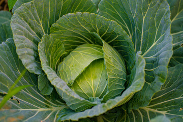 Green fresh cabbage growing in farm
