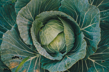 Green fresh cabbage growing in farm