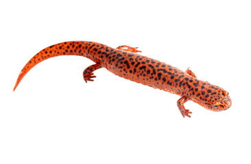 Red Salamander