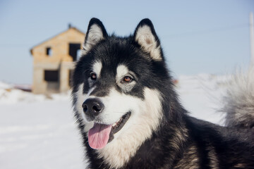 a beautiful dog of the Alaskan Malamute breed with an expressive look.