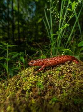 Red Salamander