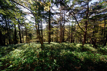 大台ケ原の遊歩道