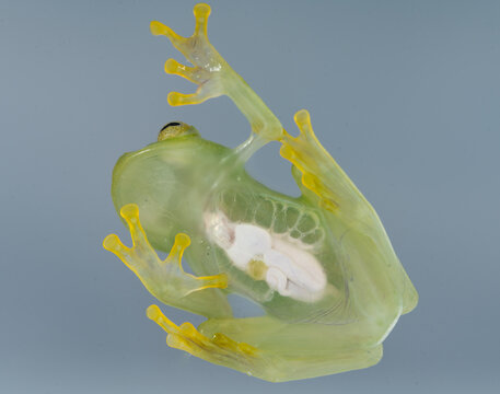 Glass frog