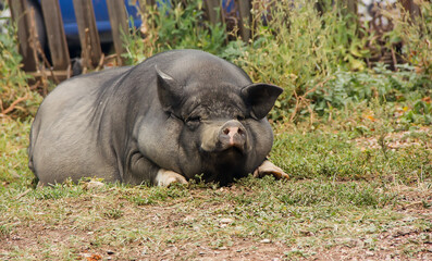 A Vietnamese pig is resting in a clearing on a clear day.
