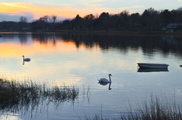 Mute swans floating in the late autumn sunset afterglow.  Setauket Harbor, Long Island, New York.  Copy space.