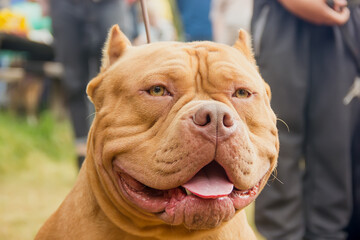 portrait of a dog breed american bully