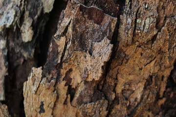 TREE BARK