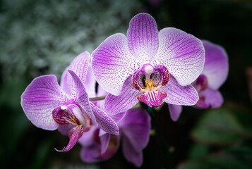 close-up Vanda Orchid flower