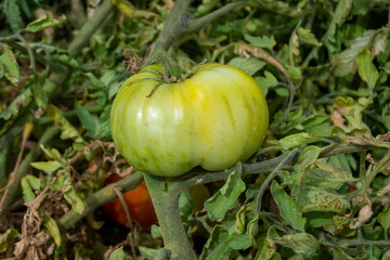 Tomate verde madurando