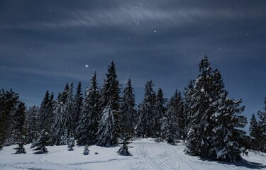 Fototapeta na wymiar Mesmerizing night landscape winter snowy fir trees
