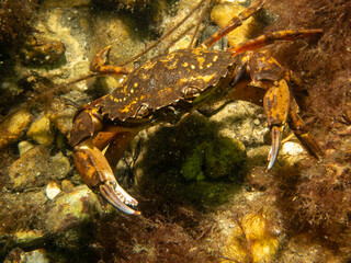 A close-up picture of a crab. Picture from The Sound, between Sweden and Denmark
