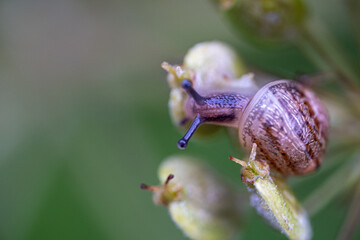 Schnecke auf einer Pflanze