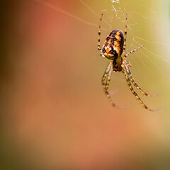 Spinne im Netz