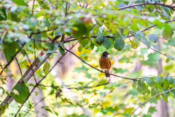 American Robin (Turdus migratorius) perching on a branch on a bright, sunny day in the summer in Michigan, USA.