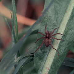 Spinne auf einem Blatt