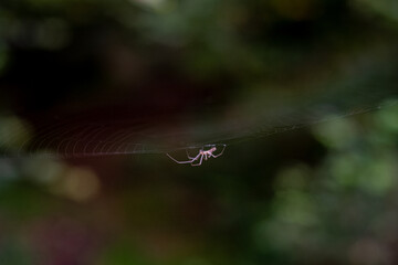 Spinne im Netz