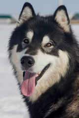 a beautiful dog of the Alaskan Malamute breed with an expressive look.