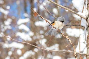 A tufted titmouse (Baeolophus bicolor) perched with a snowy background in Michigan, USA.
