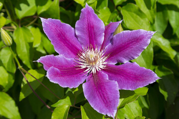 pink clematis flower close up