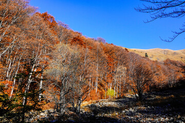 Fototapeta premium autumn in the mountains, Baiului Mountains, Romania