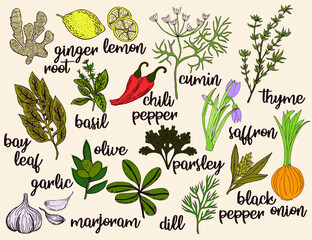Fototapeta premium Herbs and vegatables in color