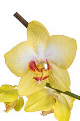 Fototapeta na wymiar Lemon flower orchid