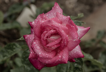 very beautiful pink roses with raindrops.