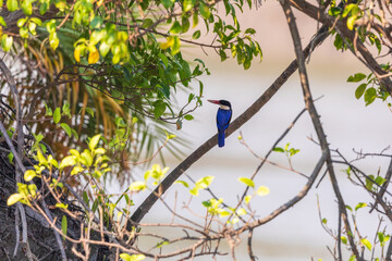 Black-capped kingfisher (Halcyon pileata) at Sundarban NP, West Bengal, India